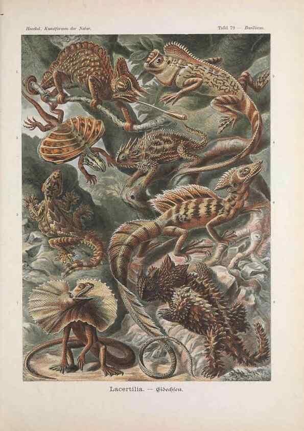 Reproducción/Reproduction 48430679642: Kunstformen der Natur. Leipzig und Wien :Verlag des Bibliographischen Instituts,1899-1904.. 