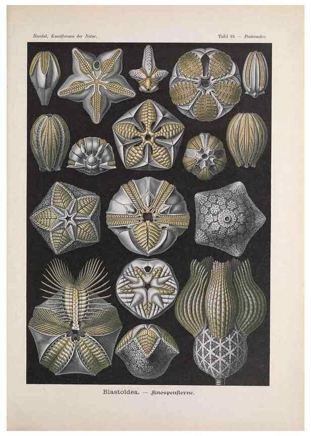 Reproducción/Reproduction 48430680177: Kunstformen der Natur. Leipzig und Wien :Verlag des Bibliographischen Instituts,1899-1904.. 