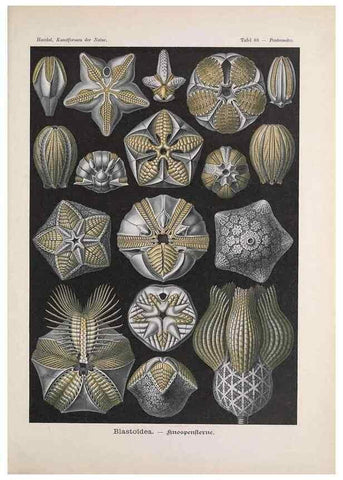 Reproducción/Reproduction 48430680177: Kunstformen der Natur. Leipzig und Wien :Verlag des Bibliographischen Instituts,1899-1904.. 