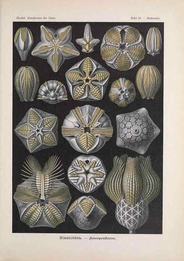 Reproducción/Reproduction 48430680177: Kunstformen der Natur. Leipzig und Wien :Verlag des Bibliographischen Instituts,1899-1904.. 