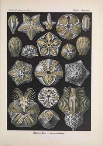 Reproducción/Reproduction 48430680177: Kunstformen der Natur. Leipzig und Wien :Verlag des Bibliographischen Instituts,1899-1904.. 