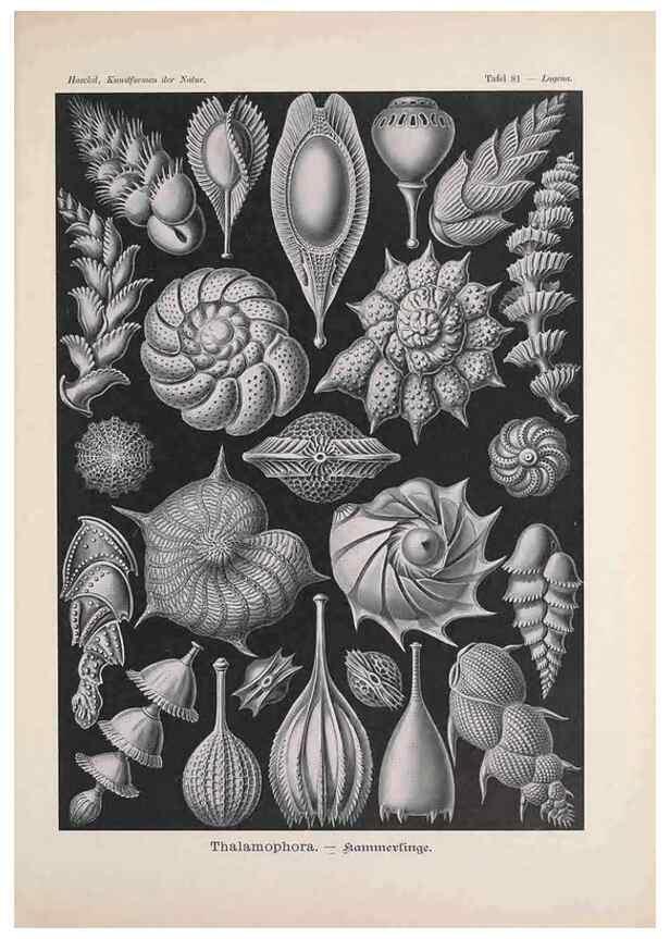 Reproducción/Reproduction 48430538976: Kunstformen der Natur. Leipzig und Wien :Verlag des Bibliographischen Instituts,1899-1904.. 