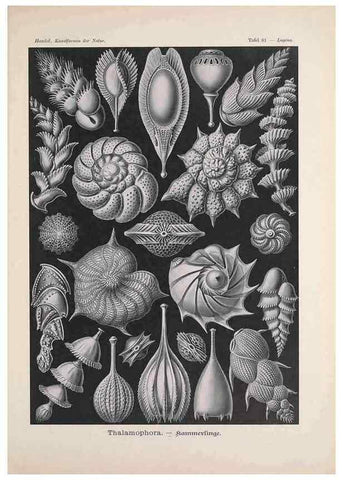 Reproducción/Reproduction 48430538976: Kunstformen der Natur. Leipzig und Wien :Verlag des Bibliographischen Instituts,1899-1904.. 