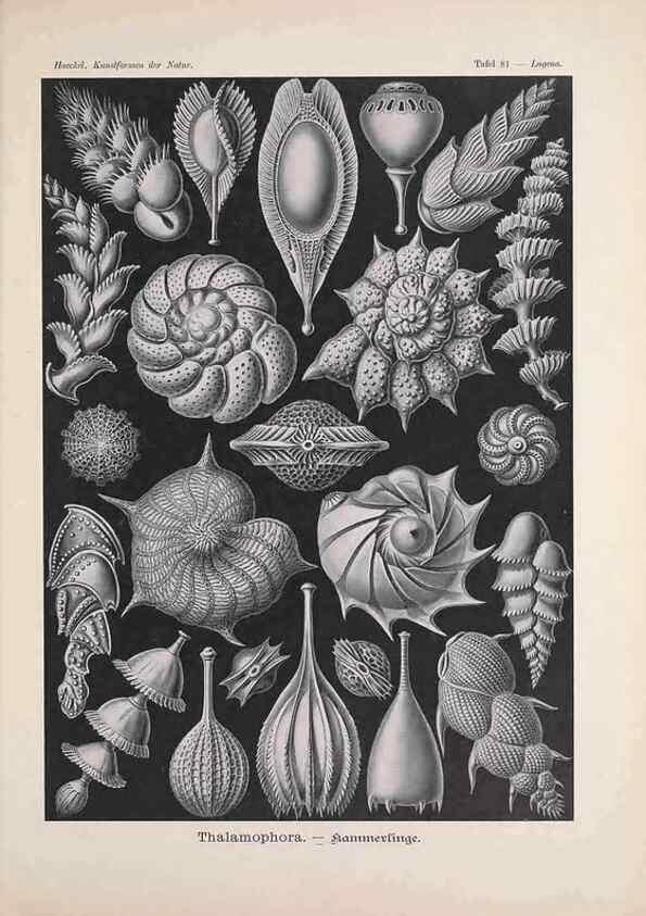 Reproducción/Reproduction 48430538976: Kunstformen der Natur. Leipzig und Wien :Verlag des Bibliographischen Instituts,1899-1904.. 