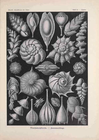 Reproducción/Reproduction 48430538976: Kunstformen der Natur. Leipzig und Wien :Verlag des Bibliographischen Instituts,1899-1904.. 