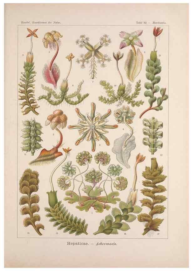 Reproducción/Reproduction 48430539481: Kunstformen der Natur. Leipzig und Wien :Verlag des Bibliographischen Instituts,1899-1904.. 