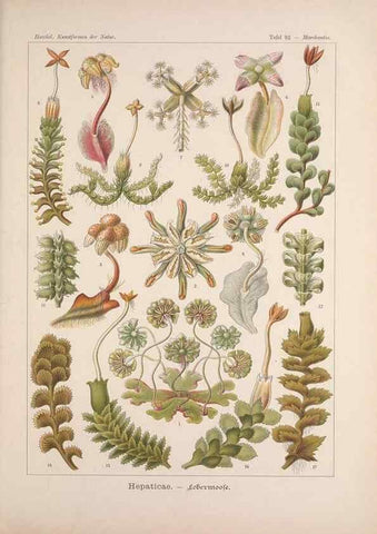 Reproducción/Reproduction 48430539481: Kunstformen der Natur. Leipzig und Wien :Verlag des Bibliographischen Instituts,1899-1904.. 