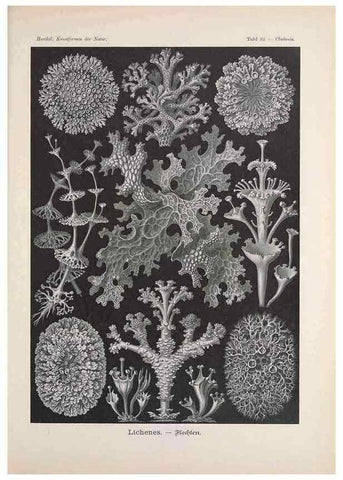 Reproducción/Reproduction 48430539961: Kunstformen der Natur. Leipzig und Wien :Verlag des Bibliographischen Instituts,1899-1904.. 