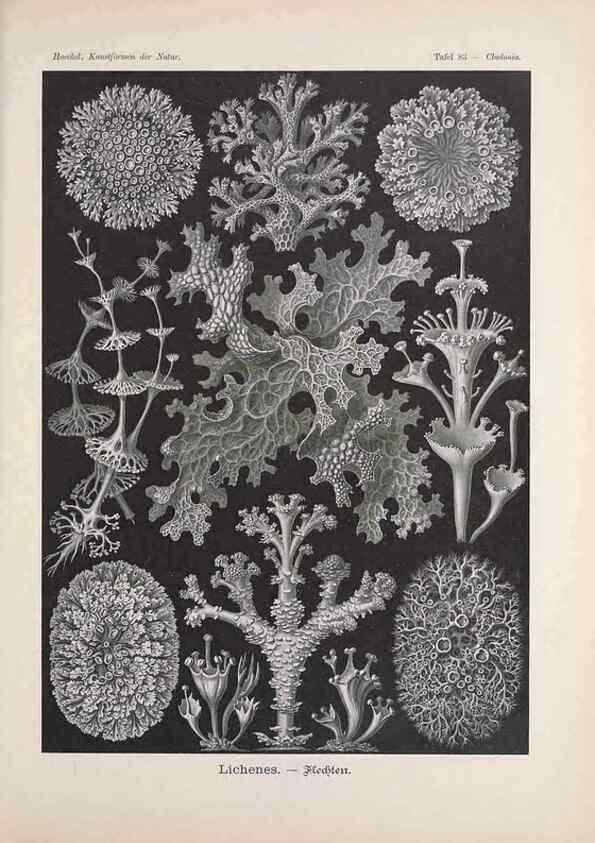 Reproducción/Reproduction 48430539961: Kunstformen der Natur. Leipzig und Wien :Verlag des Bibliographischen Instituts,1899-1904.. 