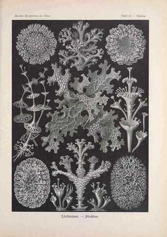 Reproducción/Reproduction 48430539961: Kunstformen der Natur. Leipzig und Wien :Verlag des Bibliographischen Instituts,1899-1904.. 