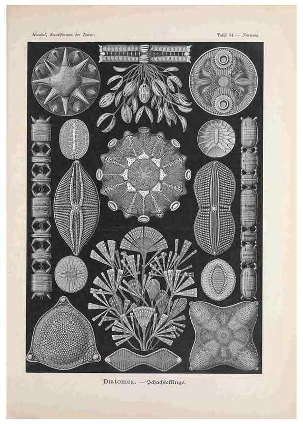 Reproducción/Reproduction 48430682127: Kunstformen der Natur. Leipzig und Wien :Verlag des Bibliographischen Instituts,1899-1904.. 