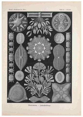 Reproducción/Reproduction 48430682127: Kunstformen der Natur. Leipzig und Wien :Verlag des Bibliographischen Instituts,1899-1904.. 