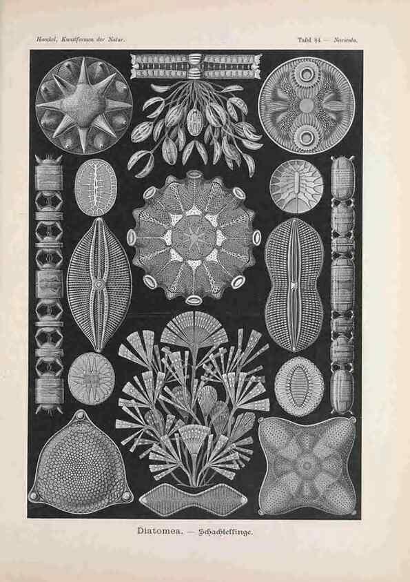 Reproducción/Reproduction 48430682127: Kunstformen der Natur. Leipzig und Wien :Verlag des Bibliographischen Instituts,1899-1904.. 