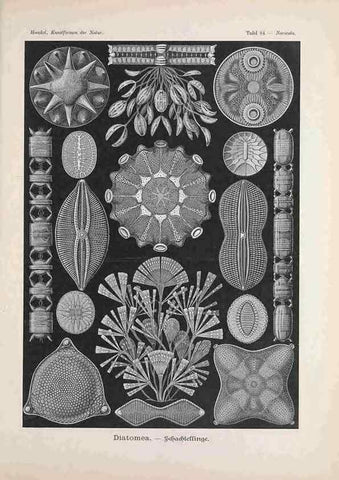 Reproducción/Reproduction 48430682127: Kunstformen der Natur. Leipzig und Wien :Verlag des Bibliographischen Instituts,1899-1904.. 
