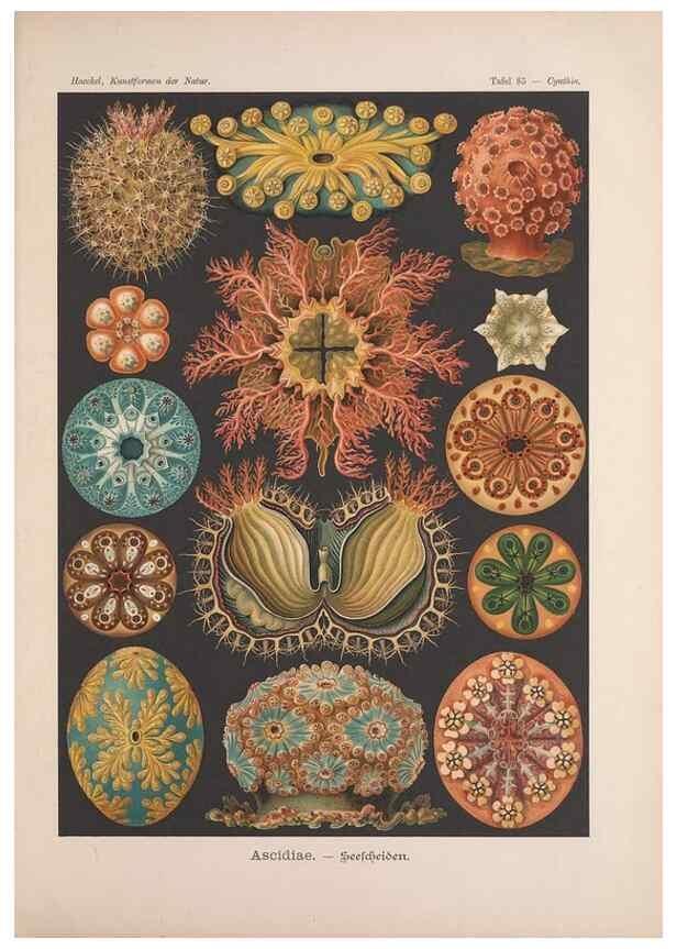 Reproducción/Reproduction 48430682667: Kunstformen der Natur. Leipzig und Wien :Verlag des Bibliographischen Instituts,1899-1904.. 