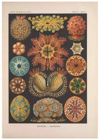 Reproducción/Reproduction 48430682667: Kunstformen der Natur. Leipzig und Wien :Verlag des Bibliographischen Instituts,1899-1904.. 