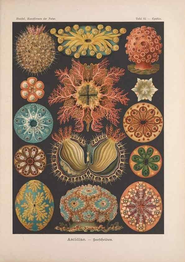 Reproducción/Reproduction 48430682667: Kunstformen der Natur. Leipzig und Wien :Verlag des Bibliographischen Instituts,1899-1904.. 