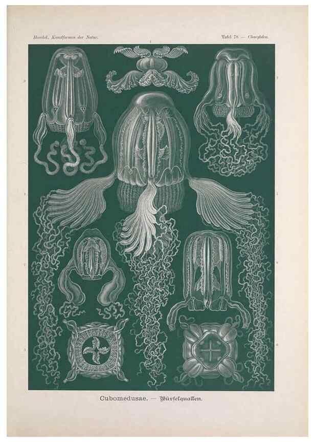 Reproducción/Reproduction 48430537471: Kunstformen der Natur. Leipzig und Wien :Verlag des Bibliographischen Instituts,1899-1904.. 