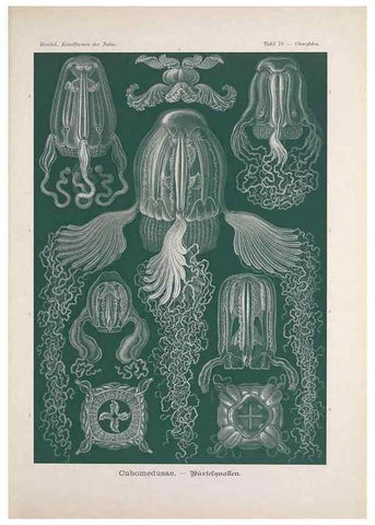 Reproducción/Reproduction 48430537471: Kunstformen der Natur. Leipzig und Wien :Verlag des Bibliographischen Instituts,1899-1904.. 