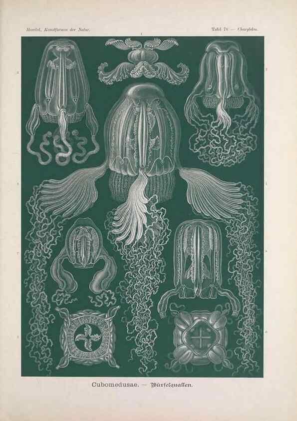 Reproducción/Reproduction 48430537471: Kunstformen der Natur. Leipzig und Wien :Verlag des Bibliographischen Instituts,1899-1904.. 