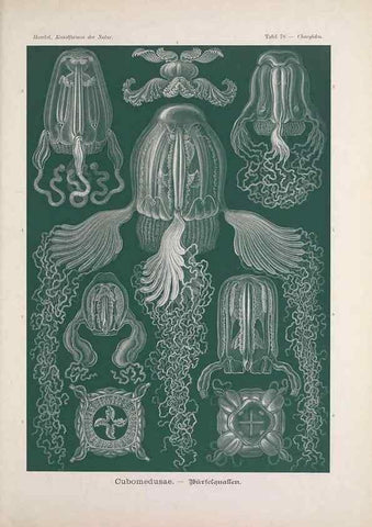 Reproducción/Reproduction 48430537471: Kunstformen der Natur. Leipzig und Wien :Verlag des Bibliographischen Instituts,1899-1904.. 