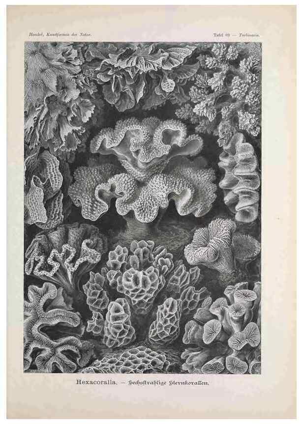 Reproducción/Reproduction 48430533336: Kunstformen der Natur. Leipzig und Wien :Verlag des Bibliographischen Instituts,1899-1904.. 