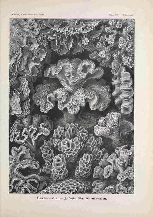 Reproducción/Reproduction 48430533336: Kunstformen der Natur. Leipzig und Wien :Verlag des Bibliographischen Instituts,1899-1904.. 