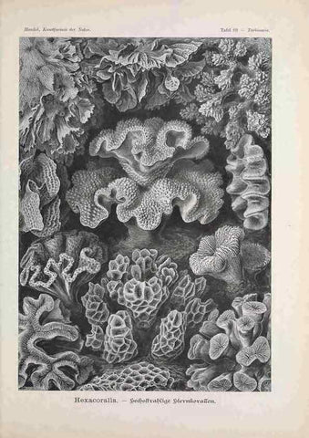 Reproducción/Reproduction 48430533336: Kunstformen der Natur. Leipzig und Wien :Verlag des Bibliographischen Instituts,1899-1904.. 