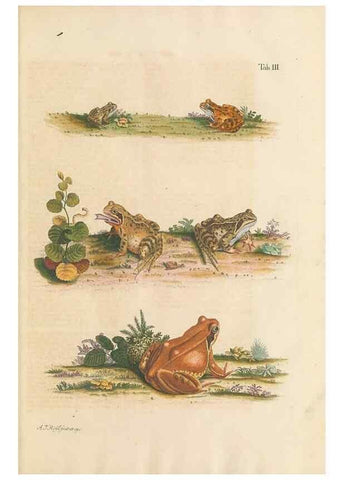 Reproducción/Reproduction 48519421301: Historia naturalis ranarum nostratium :. Nürnberg :gedrucht bey Johann Joseph Fleischmann,1758.. 