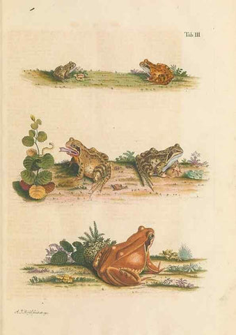 Reproducción/Reproduction 48519421301: Historia naturalis ranarum nostratium :. Nürnberg :gedrucht bey Johann Joseph Fleischmann,1758.. 
