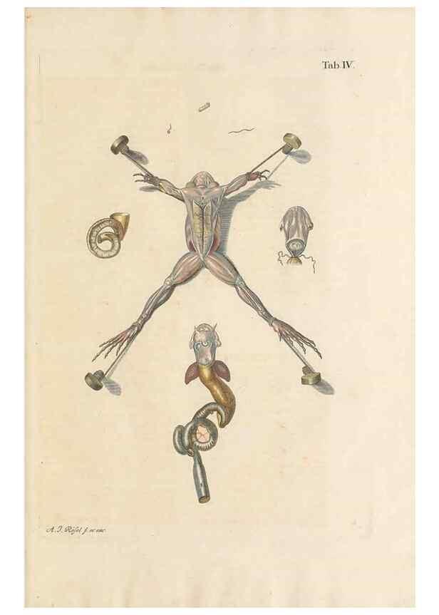 Reproducción/Reproduction 48519422086: Historia naturalis ranarum nostratium :. Nürnberg :gedrucht bey Johann Joseph Fleischmann,1758.. 