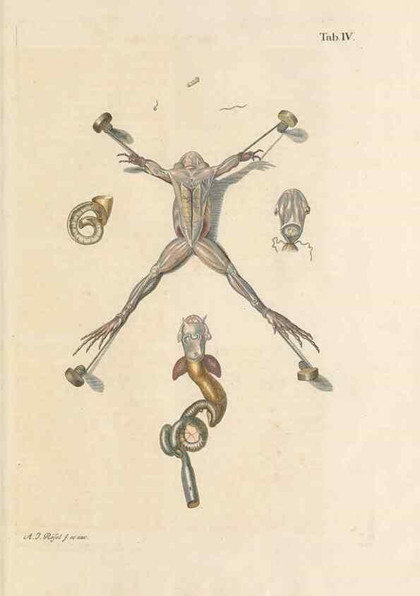Reproducción/Reproduction 48519422086: Historia naturalis ranarum nostratium :. Nürnberg :gedrucht bey Johann Joseph Fleischmann,1758.. 