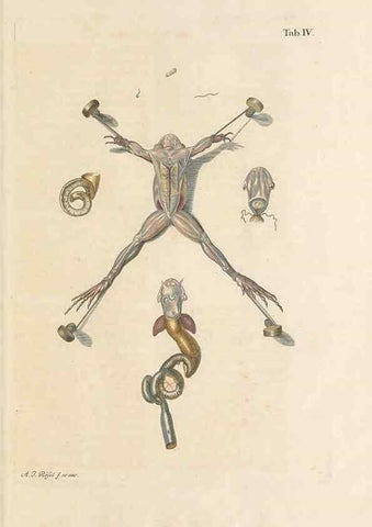 Reproducción/Reproduction 48519422086: Historia naturalis ranarum nostratium :. Nürnberg :gedrucht bey Johann Joseph Fleischmann,1758.. 