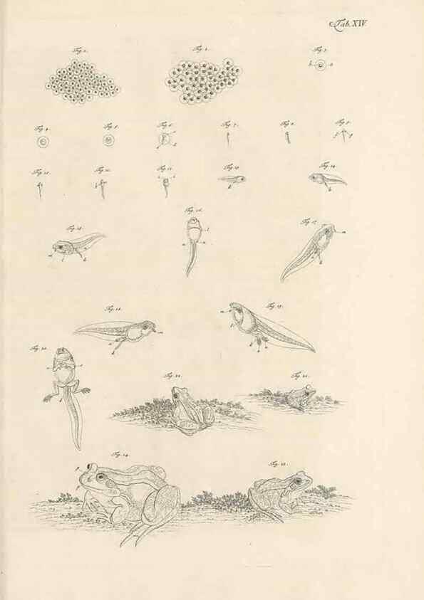 Reproducción/Reproduction 48519599642: Historia naturalis ranarum nostratium :. Nürnberg :gedrucht bey Johann Joseph Fleischmann,1758.. 