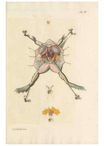 Reproducción/Reproduction 48519600037: Historia naturalis ranarum nostratium :. Nürnberg :gedrucht bey Johann Joseph Fleischmann,1758.. 