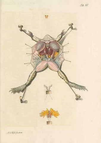 Reproducción/Reproduction 48519600037: Historia naturalis ranarum nostratium :. Nürnberg :gedrucht bey Johann Joseph Fleischmann,1758.. 
