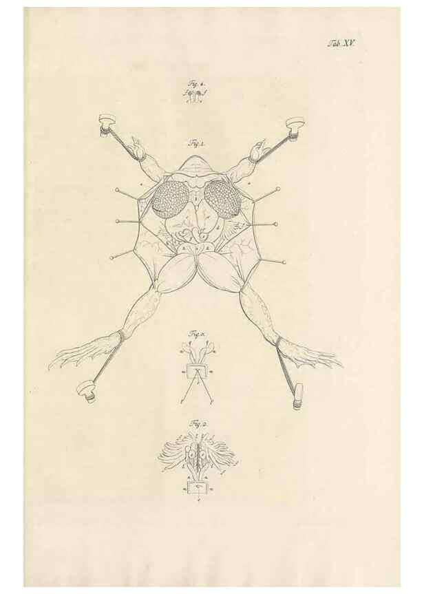Reproducción/Reproduction 48519431196: Historia naturalis ranarum nostratium :. Nürnberg :gedrucht bey Johann Joseph Fleischmann,1758.. 