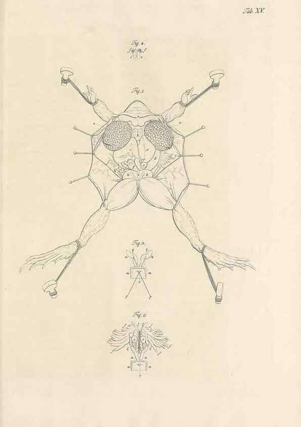 Reproducción/Reproduction 48519431196: Historia naturalis ranarum nostratium :. Nürnberg :gedrucht bey Johann Joseph Fleischmann,1758.. 