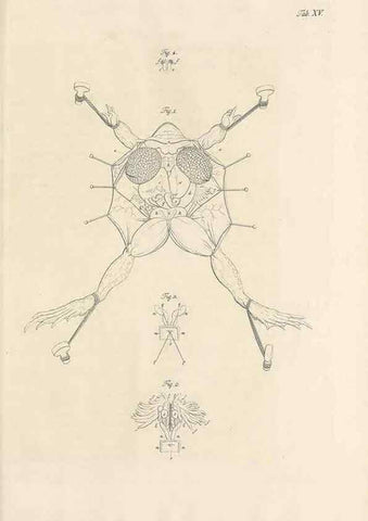 Reproducción/Reproduction 48519431196: Historia naturalis ranarum nostratium :. Nürnberg :gedrucht bey Johann Joseph Fleischmann,1758.. 