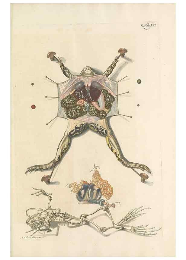 Reproducción/Reproduction 48519431541: Historia naturalis ranarum nostratium :. Nürnberg :gedrucht bey Johann Joseph Fleischmann,1758.. 