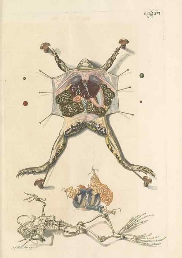Reproducción/Reproduction 48519431541: Historia naturalis ranarum nostratium :. Nürnberg :gedrucht bey Johann Joseph Fleischmann,1758.. 