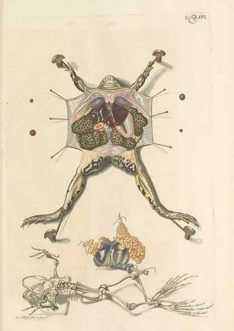 Reproducción/Reproduction 48519431541: Historia naturalis ranarum nostratium :. Nürnberg :gedrucht bey Johann Joseph Fleischmann,1758.. 