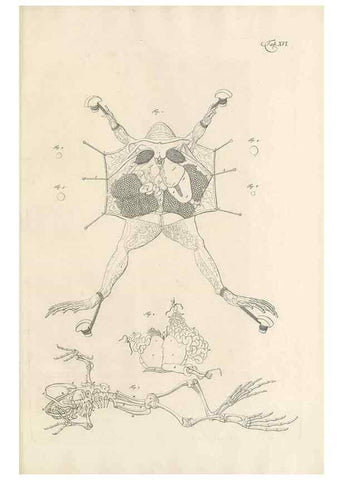 Reproducción/Reproduction 48519431886: Historia naturalis ranarum nostratium :. Nürnberg :gedrucht bey Johann Joseph Fleischmann,1758.. 