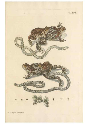 Reproducción/Reproduction 48519601462: Historia naturalis ranarum nostratium :. Nürnberg :gedrucht bey Johann Joseph Fleischmann,1758.. 