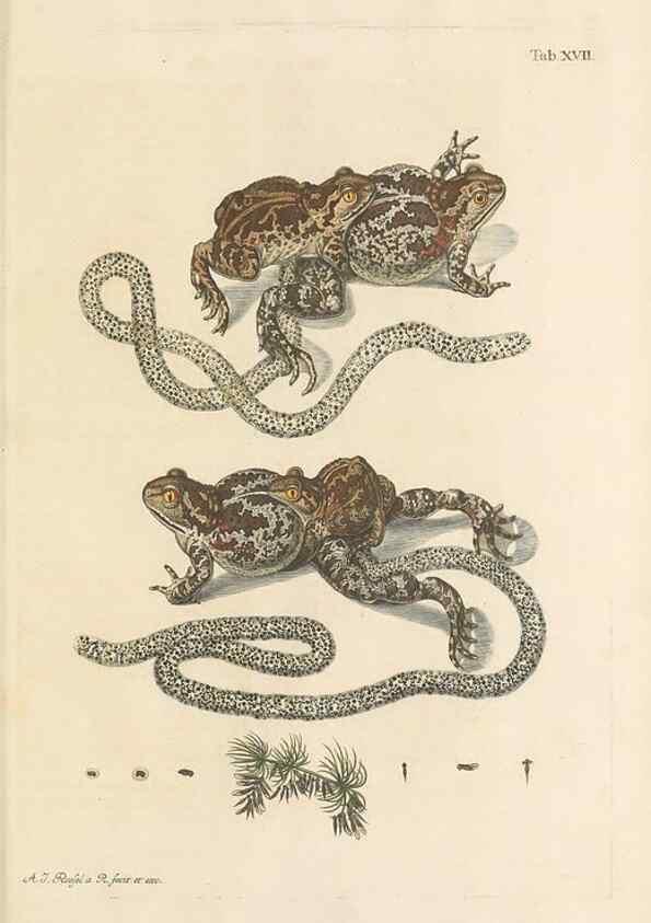 Reproducción/Reproduction 48519601462: Historia naturalis ranarum nostratium :. Nürnberg :gedrucht bey Johann Joseph Fleischmann,1758.. 