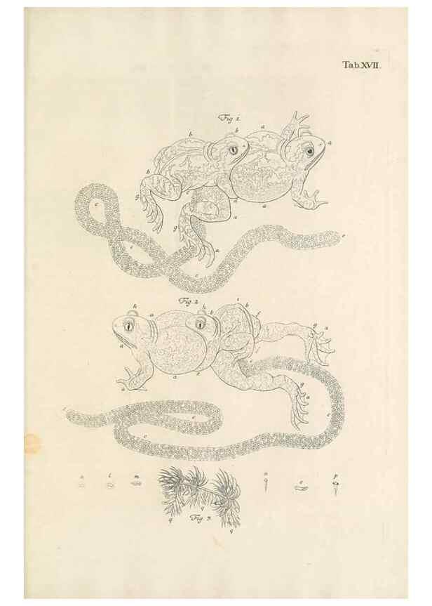 Reproducción/Reproduction 48519601732: Historia naturalis ranarum nostratium :. Nürnberg :gedrucht bey Johann Joseph Fleischmann,1758.. 