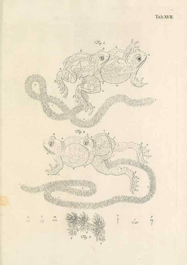 Reproducción/Reproduction 48519601732: Historia naturalis ranarum nostratium :. Nürnberg :gedrucht bey Johann Joseph Fleischmann,1758.. 