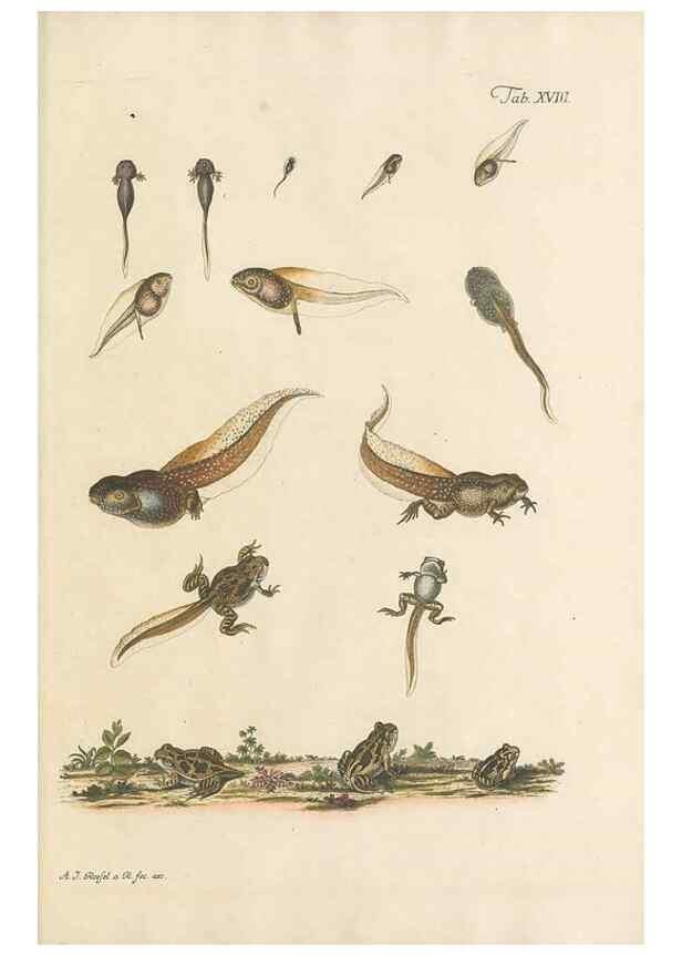 Reproducción/Reproduction 48519433051: Historia naturalis ranarum nostratium :. Nürnberg :gedrucht bey Johann Joseph Fleischmann,1758.. 