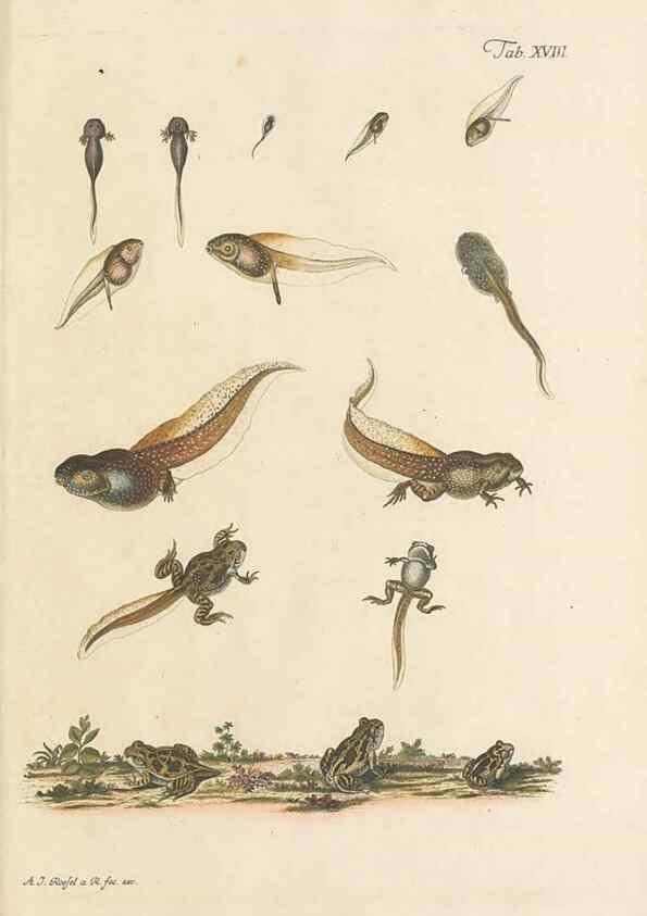 Reproducción/Reproduction 48519433051: Historia naturalis ranarum nostratium :. Nürnberg :gedrucht bey Johann Joseph Fleischmann,1758.. 