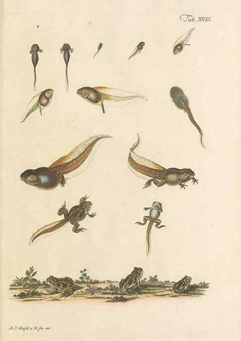 Reproducción/Reproduction 48519433051: Historia naturalis ranarum nostratium :. Nürnberg :gedrucht bey Johann Joseph Fleischmann,1758.. 